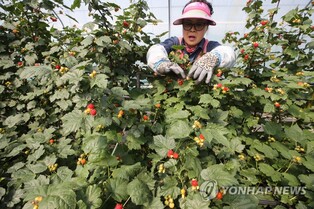 [픽! 김해] 갓 딴 신선한 산딸기가 하루 만에 서울로