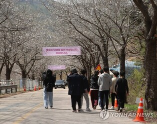 벚꽃축제 앞당겼더니 냉해로 나뭇가지 '앙상'…"부실해 죄송"