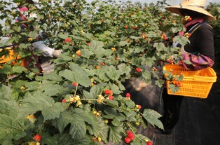 [Moment to Focus] Raspberry harvesting