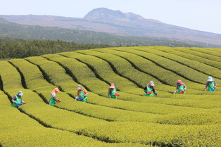 [K-Geography] Green tea picking