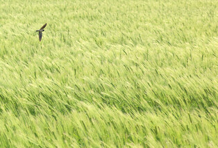 [K-Geography] Barley field
