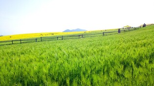 Iconic Gochang Green Barley Field Festival to return for 20th year in May