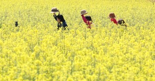 [K-Geography] Yellow flowers in southeast S.Korea