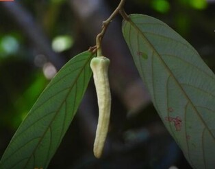 Newly discovered Thai flower gets named after BLACKPINK’s Lisa