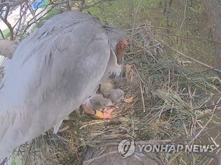 창녕군이 방사한 따오기 3년째 자연 번식 성공