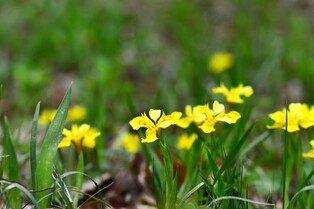 내장산서 멸종위기야생생물 '노랑붓꽃' 개화