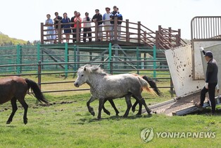 '말들에게도 봄이 왔나봄' 천연기념물 제주마 한라산 초원으로