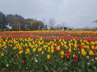 [K-Geography] Taean tulip fest in rain