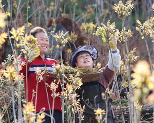 [Moment to Focus] Harvesting edible shoots of lacquer trees