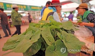 건강 챙기고 입맛도 살리고…홍천 산나물축제 28∼30일 열려