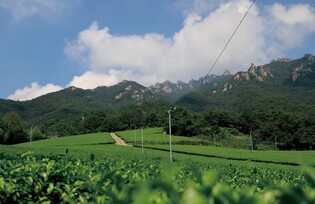 월출산 녹차밭 봄소풍 축제, 21~23일 강진다원서 개막