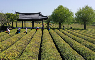 [K-Geogrphy] Tea picking