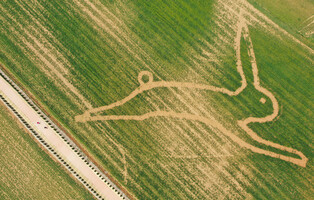[Moment to Focus] Rabbit drawn on green rye field