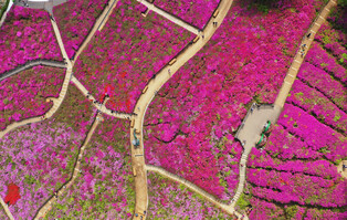 [K-Geography] Ahead of royal azalea fete