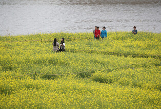 [K-Geography] Yellow flowers in southwest S. Korea