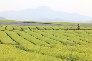 [K-Geography] Green tea field on Jeju