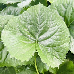 [호식탐탐] ⑦ 자생종 봄나물 곤달비를 아시나요?