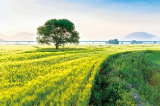 한폭의 그림 같은 곳…5월 5∼7일 '함안 청보리·작약축제'