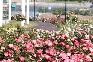 임실치즈테마파크 5만여㎡에 '유럽형 장미공원' 조성