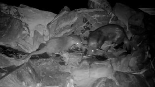 오산 '수도권 수달보호센터' 건립 무산…"적합 부지 못 찾아"