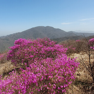 [K-Geography] Pink blossoms on Mt. Jiri