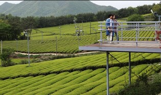 강진 월출산 봄소풍 축제에 구름 인파 몰렸다