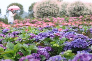 [K-Geography] Hydrangeas reach full bloom