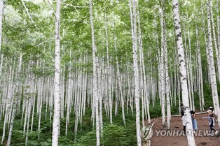연둣빛 옷 갈아입은 인제 자작나무숲 5월부터 개방