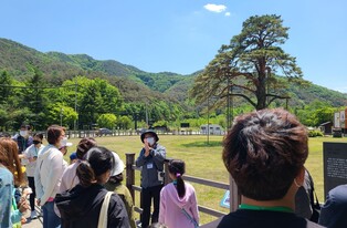 "5월 토·일요일 속리산 정이품송 앞에서 전통문화 즐겨요"