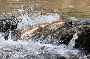 [K-Geography] Dace return to river for reproduction