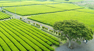 [K-Geography] Green tea fields in S. Korea