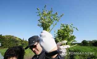 "고사리 꺾고 산철쭉 감상"…4월 마지막 날 전국 축제장 '들썩'