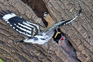 [K-Geography] Hoopoe