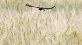 [K-Geography] Swallow over barley field