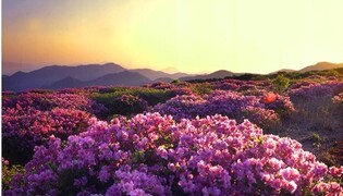 분홍으로 물든 양산 천성산…4년 만에 철쭉제 열려