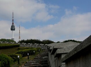 [K-Traveler] Pine Trees Found in Namsan Mountain