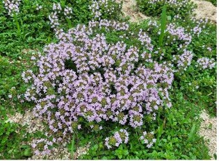 강원도, 오대산 자생식물 '백리향' 산업화 추진