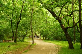 숲길 거닐며 느끼는 역사…"조선왕릉 9곳 숲길 함께 걸어요"