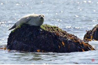 백령도 물범 보호 위해 철구조물 철거될까…옹진군 조사