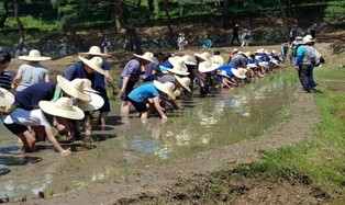 [문화소식] 이순신 장군 위토서 모내기 체험 행사
