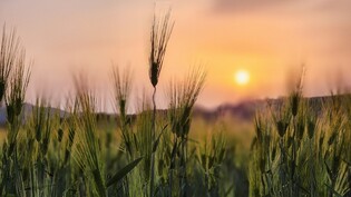 [픽! 충주] '초록빛의 바다' 탄금공원 청보리밭 걸어볼까