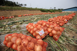 [Moment to Focus] Harvesting onions