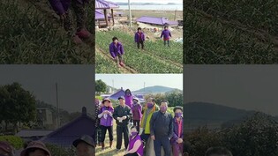"BTS, I purple you!" S. Korea's Purple Island