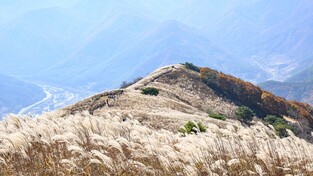 민둥산 억새 군락지 정선 무릉리 '억새마을' 구상 착착 현실화