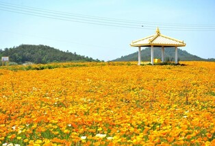 신안 선도, 금영화 만개…노랑 물결 넘실