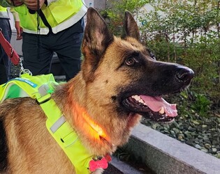 [르포] 울산 1호 동네지킴이 반려견 '파미' 출동…취객 냄새 맡기도