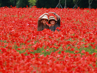 [K-Geography] Field of poppy flowers