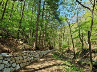 '자작나무 아래 순교자의 길 걸어볼까' 금산 진산성지 숲길 정비