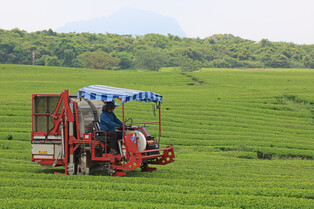 [K-Geography] Harvesting green tea