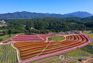철원군 고석정 꽃밭 20일 개장…이달 말까지 무료입장